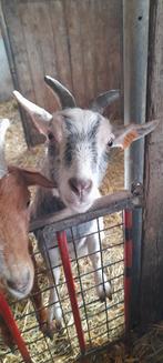 "super tamme dwerggeitjes", Dieren en Toebehoren, Schapen, Geiten en Varkens, Vrouwelijk, Geit, 3 tot 5 jaar