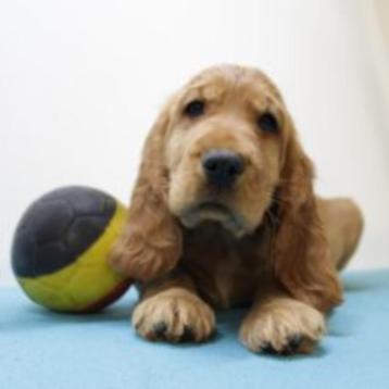 Engelse Cocker - Belgische pups te koop beschikbaar voor biedingen