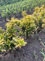 Gele Euonymus japonicus 'Microphyllus, Tuin en Terras, Ophalen