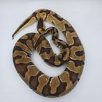 Enchi poss. Black Pastel het Clown man, Dieren en Toebehoren