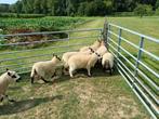 Kerry hill lammeren, Dieren en Toebehoren