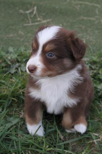 Mini american shepherd  beschikbaar voor biedingen