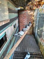 Doffers en duivinnen voor de kweek wedstrijd duiven, Dieren en Toebehoren, Vogels | Duiven