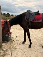 Selle tekna, Dieren en Toebehoren, Paarden en Pony's | Zadels, Ophalen, Zo goed als nieuw
