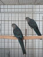 Blauwe Stanley rosella's 2025, Dieren en Toebehoren, Meerdere dieren, Parkiet, Geringd