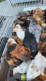 40 brahma kuikens, Dieren en Toebehoren, Meerdere dieren, Kip