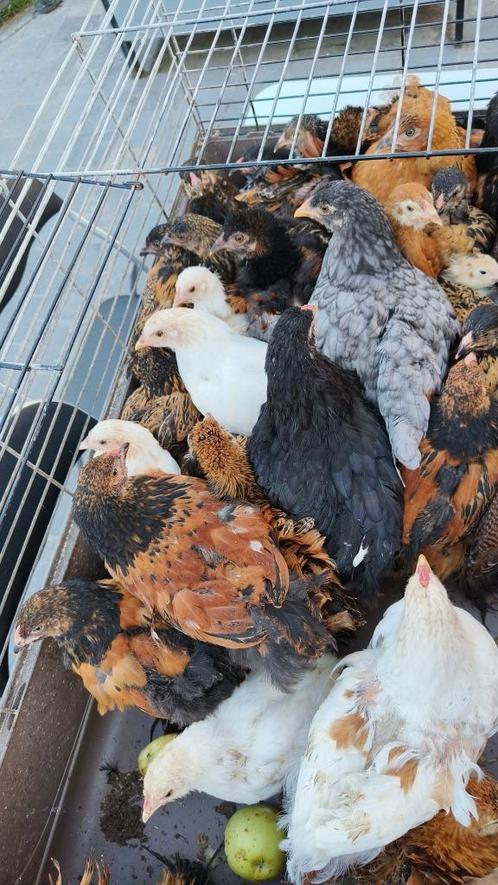 40 brahma kuikens, Dieren en Toebehoren, Pluimvee, Kip, Meerdere dieren