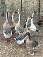 Knobbel gans, Dieren en Toebehoren, Pluimvee
