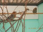 haakbek, Dieren en Toebehoren, Vogels | Overige Vogels