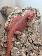 Male extreme red, Animaux & Accessoires, Reptiles & Amphibiens, Lézard, 0 à 2 ans