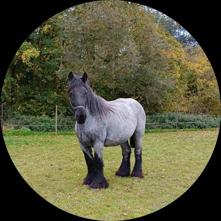 Fokmerrie. trekpaard. Blauwschimmel, Animaux & Accessoires, Chevaux & Poneys | Étalons & Juments poulinières, Jument