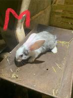 Vlaamse reuzen, Dieren en Toebehoren, Meerdere dieren, Groot, 0 tot 2 jaar