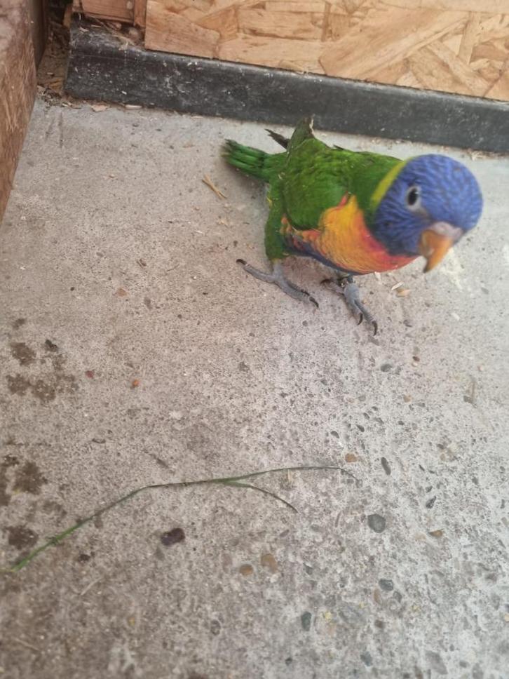 lori blauwberg, Dieren en Toebehoren, Vogels | Parkieten en Papegaaien, Geslacht onbekend, Tam, Geringd