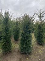 Professioneel gekweekte Taxus baccata 140-160 Oisterwijk, Tuin en Terras, Planten | Struiken en Hagen, Ophalen of Verzenden, Taxus