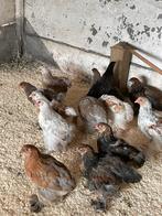 Brahma kuikens zalm/blauwpatrijs, Geslacht onbekend, Kip