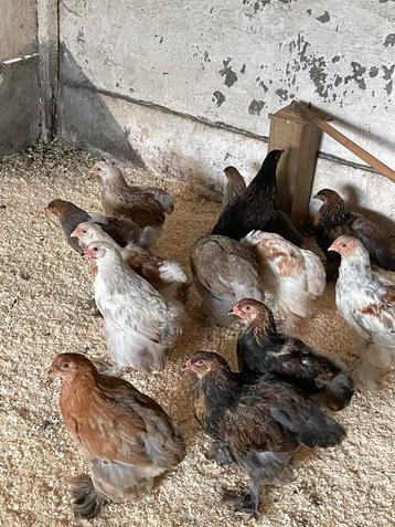 Brahma kuikens zalm/blauwpatrijs beschikbaar voor biedingen