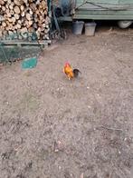 Poule, Dieren en Toebehoren, Overige Dieren, Augustus