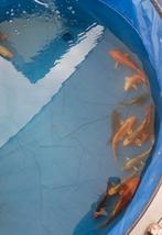 12 Koi, Dieren en Toebehoren, Vissen | Vijvervissen