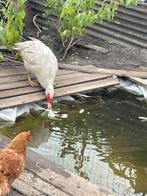 Eend, Dieren en Toebehoren, Eend