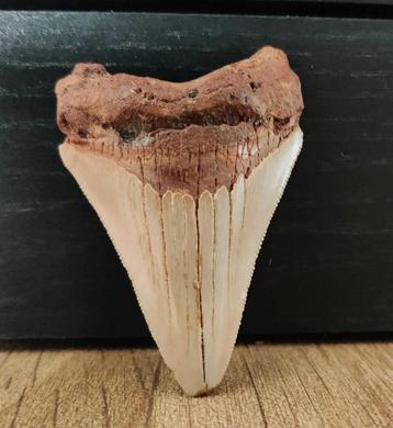 Fossiele Tand - Chubutensis - 69x45x14 mm