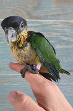 Het team van Bb Caique, Mannelijk