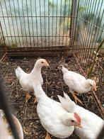 Witte leghorn, Dieren en Toebehoren, Pluimvee