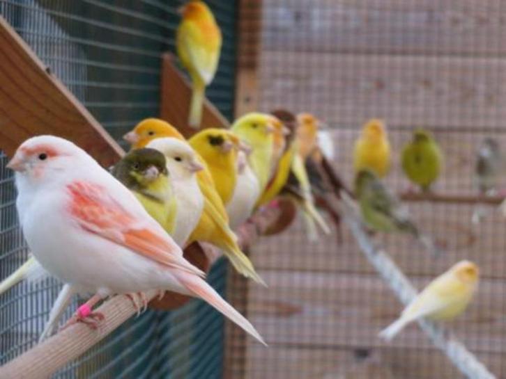 Mooie kanaries - forse koppels - goede zangers !!!, Dieren en Toebehoren, Vogels | Kanaries