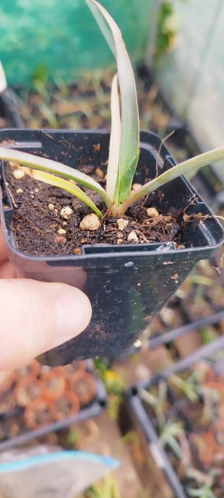 Yucca filifera zaailing, Tuin en Terras, Planten | Bomen, Overige soorten, Volle zon, Zomer, In pot, Ophalen of Verzenden