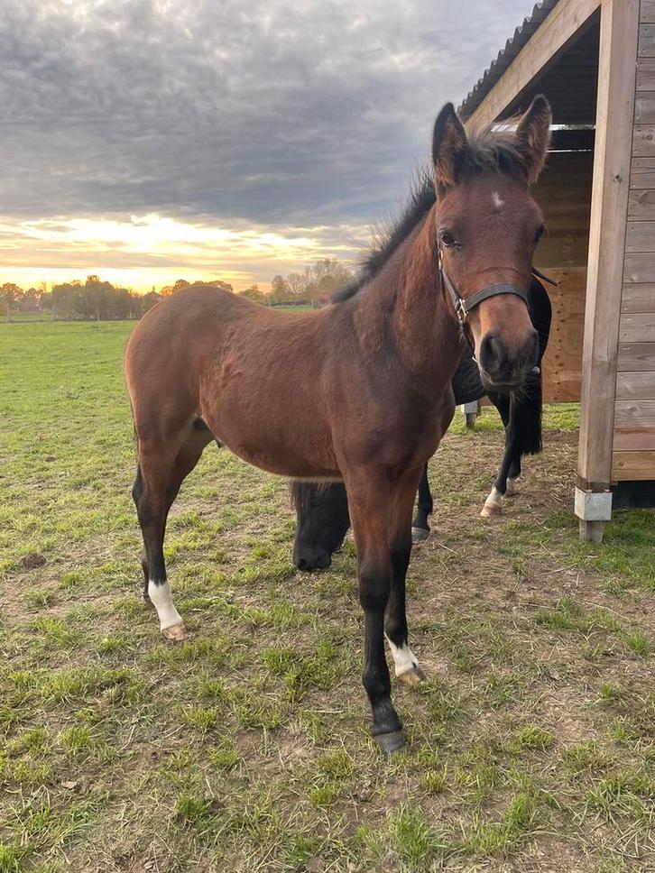 BRP Hengstenveulen te koop, Dieren en Toebehoren, Paarden, Hengst, B