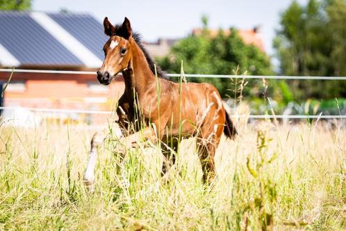 Uniek hengst veulen te koop van Urianto van den Dries, Dieren en Toebehoren, Paarden, Hengst, 165 tot 170 cm, 0 tot 2 jaar, Dressuurpaard