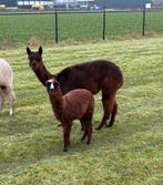 Alpaca merrie met hengstveulen te koop!, Dieren en Toebehoren, Overige Dieren