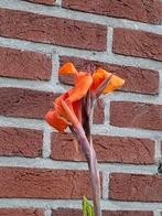 Canna Pretoria, Tuin en Terras, Ophalen of Verzenden