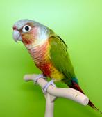 2 Molina-parkieten (pyrrhura's), Dieren en Toebehoren, Vogels | Parkieten en Papegaaien, Geslacht onbekend, Dwergpapegaai of Agapornis