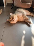 Britsekorthaar, Dieren en Toebehoren, Katten en Kittens | Overige Katten, Poes, Kortharig, 3 tot 5 jaar