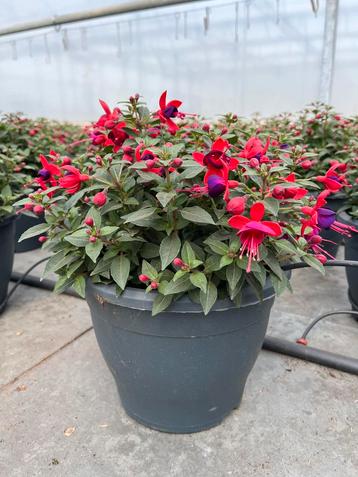 Fuchsia in verschillende kleuren beschikbaar voor biedingen