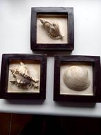 Zeeschelpen, Verzamelen, Ophalen