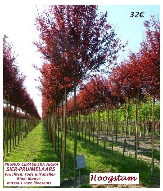 SIER-PRUIMENBOMEN PR. CERASIFERA NIGRA, Hoogstam 32€/stuk, Jardin & Terrasse, Plantes | Arbres, Arbre à bulbes, 250 à 400 cm, Plein soleil