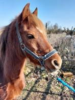 PONY WELSH, Dieren en Toebehoren, Merrie, B, Gechipt, B pony (1.17m tot 1.27m)