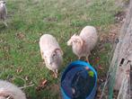 ouessant ramlam wit, Dieren en Toebehoren, Mannelijk, Schaap