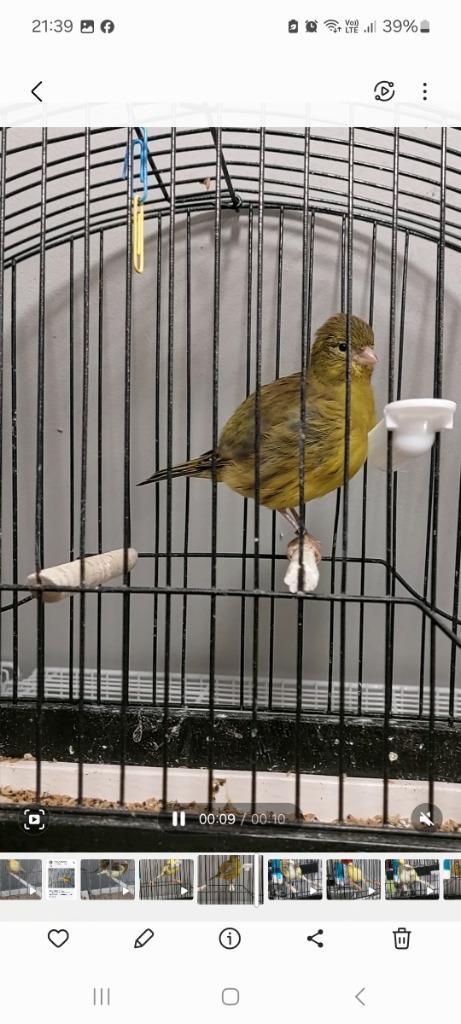 Fife Fancy kanaries, Dieren en Toebehoren, Vogels | Kanaries, Postuurkanarie