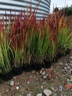 Imperata 'Red Baron' Japans Bloedgras Bodembedekker, Vaste plant, Siergrassen, Ophalen, Bloeit niet