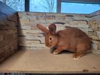 Konijnen rammen te koop, Dieren en Toebehoren, Konijnen, Meerdere dieren, Groot, 0 tot 2 jaar
