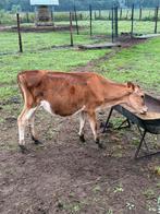 Jersey vaarsje, Dieren en Toebehoren, Vrouwelijk