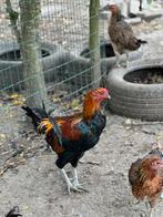 Shamo hanen (Japanse vechthoen), Dieren en Toebehoren, Mannelijk, Kip