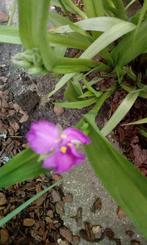 eendagsbloem, Tuin en Terras, Planten | Tuinplanten, Ophalen of Verzenden