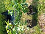 Portugese laurier, Tuin en Terras, Planten | Struiken en Hagen, Ophalen, Laurier