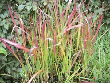 Siergras Imperata cylindrica 'Red Baron', beschikbaar voor biedingen