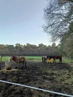 Stalgenootje gezocht, Dieren en Toebehoren, Paarden