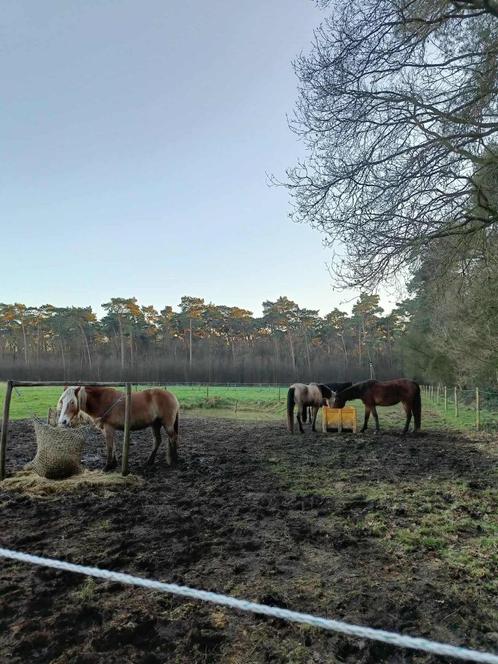 Stalgenootje gezocht, Dieren en Toebehoren, Paarden