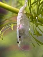 Neocaridina snowstorm, Enlèvement, Neuf